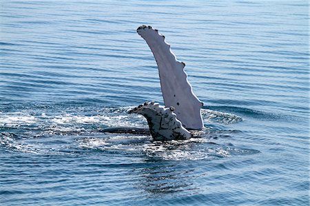 Humpback whale rolling on its back, waving flippers in the air, Hervey Bay, Queensland, Australia Stock Photo - Rights-Managed, Code: 862-08718432