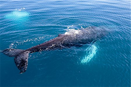 queensland - Close-up of a humpback whale in the clear, calm waters, Hervey Bay, Queensland, Australia, showing its fluke, dorsal fin and white flippers, as well as bubbles rising from another whale Photographie de stock - Rights-Managed, Code: 862-08718433