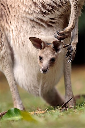 Eastern grey kangaroo with joey in pouch at Carnarvon National Park, central highlands of Queensland, Australia Foto de stock - Con derechos protegidos, Código: 862-08718446
