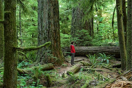 Canada, British Columbia Vancouver Island, Port Alberni, Cathedral Grove, Provincal Park, rain forest, MR 0009 Foto de stock - Con derechos protegidos, Código: 862-08718497