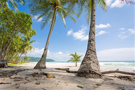 palmwedel - Costa Rica, Santa Teresa, Mal Pais,.Playa Carmen in a sunny day with ocean sea and palms Stockbilder - Lizenzpflichtiges, Bildnummer: 862-08718526