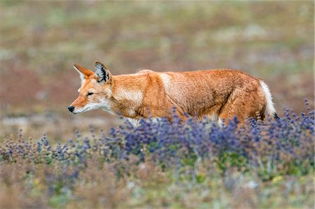 Ethiopia, Oromia Region, Bale Mountains, Weyb Valley. An Ethiopian Wolf stalks its prey through a meadow of blue flowers. These canids live at high altitude feeding on rodents such as grass rats and giant mole rats. Photographie de stock - Rights-Managed, Code: 862-08718741