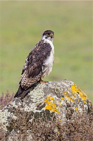 simsearch:862-08718761,k - Ethiopia, Oromia Region, Bale Mountains, Bale National Park, Weyb Valley. An Augur Buzzard perches on a rock covered with lichen. Foto de stock - Direito Controlado, Número: 862-08718742