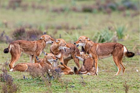 Ethiopia, Oromia Region, Bale Mountains, Weyb Valley. A pack of Ethiopian Wolves play with each other. These endangered canids are mainly solitary. They live at high altitude feeding on rodents. Foto de stock - Con derechos protegidos, Código: 862-08718751