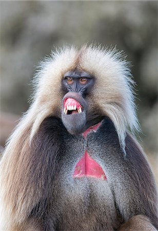 Ethiopia, Amhara Region, Simien Mountains, Debark. A male Gelada showing the lip flip where the lip of the shortened upper muzzle is retracted and everted. The lip flip represents an everyday greeting. Stock Photo - Rights-Managed, Code: 862-08718785