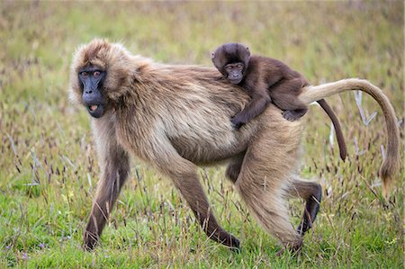 femelle - Ethiopia, Amhara Region, Simien Mountains, Debark.  A Gelada mother carrying her baby on her back. This distinctive species of Old World monkey is only found in the Ethiopian Highlands. Foto de stock - Con derechos protegidos, Código: 862-08718783