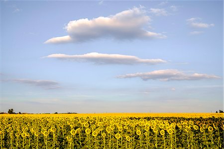 Field of blooming sunflowers in Loire Valley, France, Europe Foto de stock - Con derechos protegidos, Código: 862-08718896
