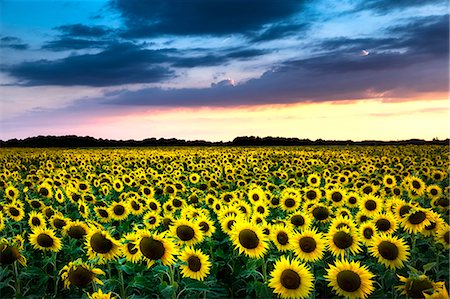 Field of blooming sunflowers in Loire Valley, France, Europe Photographie de stock - Rights-Managed, Code: 862-08718901