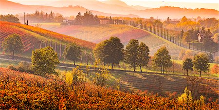 fruit wine - Castelvetro, Modena, Emilia Romagna, Italy. Sunset over the Lambrusco Grasparossa vineyards and rolling hills in autumn Photographie de stock - Rights-Managed, Code: 862-08719046