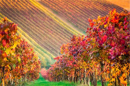 red grape - Castelvetro, Modena, Emilia Romagna, Italy. Sunset over the Lambrusco Grasparossa vineyards and rolling hills in autumn Stock Photo - Rights-Managed, Code: 862-08719053