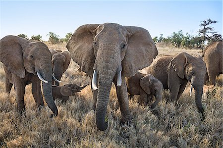 elephant animal - Kenya, Meru County, Lewa Wildlife Conservancy. A family of African elephants in the early morning. Stock Photo - Rights-Managed, Code: 862-08719135