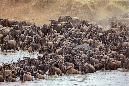 Kenya, Masai Mara, Narok County. White-bearded Gnus, or wildebeest, mass on the banks of the Mara River in readiness to cross during their annual migration. Foto de stock - Con derechos protegidos, Código: 862-08719144