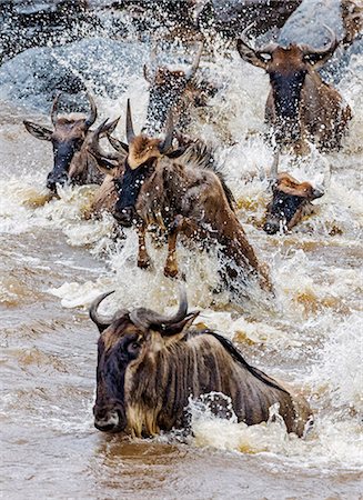 plunge - Kenya, Masai Mara, Narok County. White-bearded Gnus, or wildebeest, cross the Mara River during their annual migration. Stock Photo - Rights-Managed, Code: 862-08719145