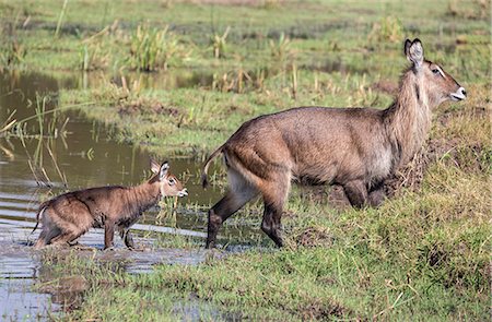 simsearch:862-03808218,k - Kenya, Masai Mara, Narok County. A Defassa Waterbuck and her offspring. Foto de stock - Con derechos protegidos, Código: 862-08719147