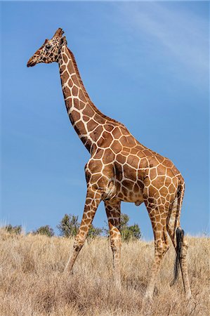 Kenya, Meru County, Lewa Wildlife Conservancy. A Reticulated giraffe. Photographie de stock - Rights-Managed, Code: 862-08719140