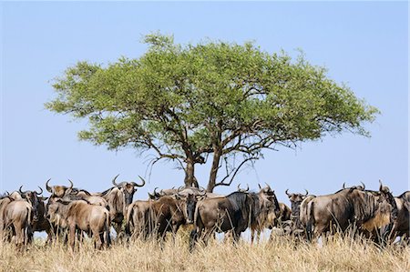 simsearch:862-08719145,k - Kenya, Masai Mara, Narok County. White-bearded Gnus, or wildebeest, pause beside a Balanites tree during their annual migration. Photographie de stock - Rights-Managed, Code: 862-08719143