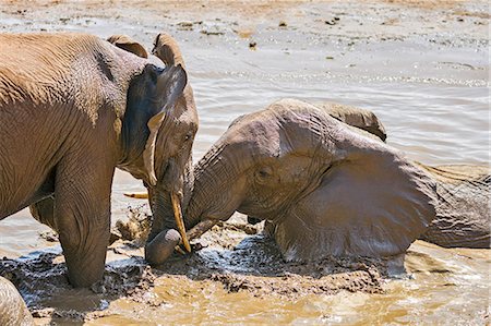 simsearch:862-08719156,k - Kenya, Samburu County, Samburu National Reserve. Elephants play in the muddy waters of the Uaso Nyiru River. Foto de stock - Con derechos protegidos, Código: 862-08719155