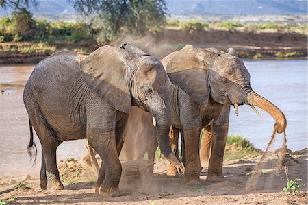 simsearch:862-03366924,k - Kenya, Samburu County, Samburu National Reserve. Elephants dust themselves on the banks of the Uaso Nyiru River. Photographie de stock - Rights-Managed, Code: 862-08719157