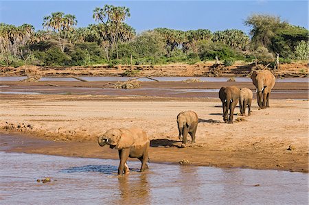 simsearch:862-08719156,k - Kenya, Samburu County, Samburu National Reserve. A herd of elephants crossses the Uaso Nyiru River. Foto de stock - Con derechos protegidos, Código: 862-08719158