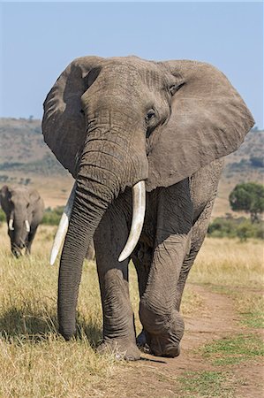 simsearch:862-08719206,k - Kenya, Masai Mara, Narok County. A bull African elephant in Masai Mara. Photographie de stock - Rights-Managed, Code: 862-08719150