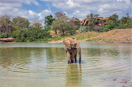 simsearch:862-06542171,k - Kenya, Kitui County, Ithumba, Tsavo East National Park. An orphaned elephant enjoying itself at a waterhole. Stock Photo - Rights-Managed, Code: 862-08719151