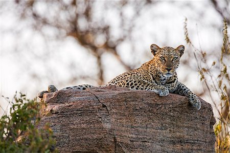 simsearch:862-08090013,k - Kenya, Samburu County, Samburu National Reserve. A leopard rests on top of a rock. Foto de stock - Con derechos protegidos, Código: 862-08719164