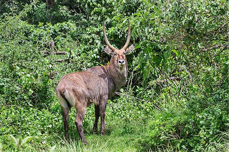 Kenya, Nyeri County, Aberdare National Park. A fine male Defassa Waterbuck. Stock Photo - Rights-Managed, Code: 862-08719166