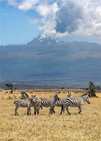 simsearch:862-08719156,k - Kenya, Laikipia County, Laikipia. Common Zebras and an Eland with Mount Kenya in the background. Photographie de stock - Rights-Managed, Code: 862-08719167