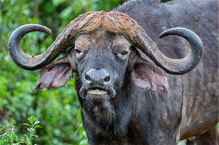 Kenya, Nyeri County, Aberdare National Park. A bull Cape Buffalo. Photographie de stock - Rights-Managed, Code: 862-08719169