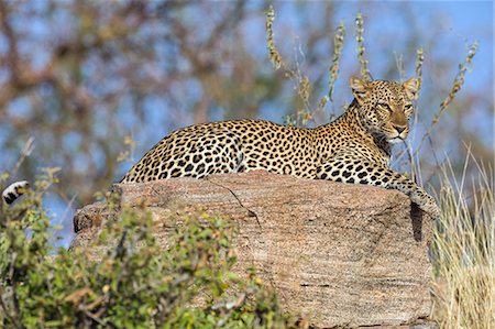 simsearch:862-08719156,k - Kenya, Samburu County, Samburu National Reserve. A leopard enjoying the late afternoon sun on top of a rock. Foto de stock - Con derechos protegidos, Código: 862-08719160