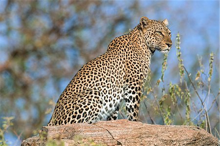 simsearch:862-08719156,k - Kenya, Samburu County, Samburu National Reserve. An alert leopard sitting on top of a rock. Photographie de stock - Rights-Managed, Code: 862-08719162