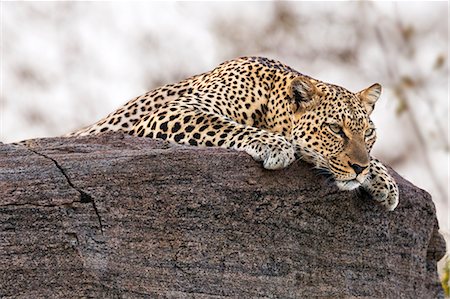 simsearch:862-08719186,k - Kenya, Samburu County, Samburu National Reserve. A leopard rests on top of a rock. Photographie de stock - Rights-Managed, Code: 862-08719163