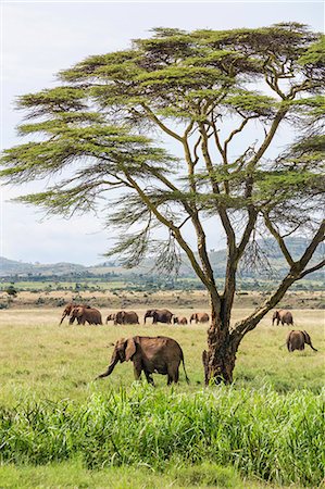 simsearch:862-08090875,k - Kenya, Meru County, Lewa Wildlife Conservancy. A herd of elephants near a yellow-barked Acacia tree. Stockbilder - Lizenzpflichtiges, Bildnummer: 862-08719175