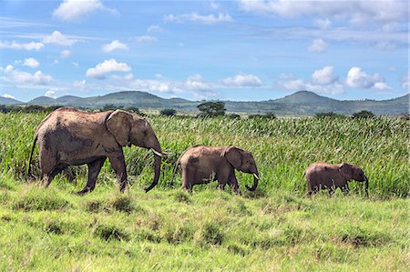 simsearch:862-08090875,k - Kenya, Meru County, Lewa Wildlife Conservancy. A female elephant with her two offspring. Stockbilder - Lizenzpflichtiges, Bildnummer: 862-08719176