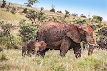 simsearch:862-06542211,k - Kenya, Meru County, Lewa Wildlife Conservancy. A female elephant with her calf soon after enjoying a mud and dust bath. Photographie de stock - Rights-Managed, Code: 862-08719177