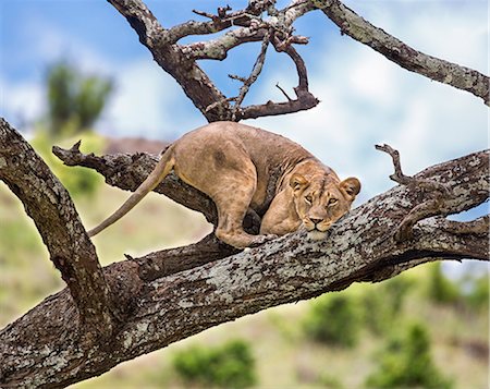 Kenya, Meru County, Lewa Wildlife Conservancy. A Lioness eyeing her potential prey from a vantage point on a dead tree. Foto de stock - Con derechos protegidos, Código: 862-08719179