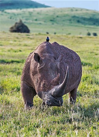estornino - Kenya, Meru County, Lewa Wildlife Conservancy. A White Rhino with a Greater Blue-eared Starling perched on its back. Foto de stock - Con derechos protegidos, Código: 862-08719171