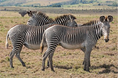 simsearch:862-08719192,k - Kenya, Meru County, Lewa Wildlife Conservancy. Grevy's Zebras. Photographie de stock - Rights-Managed, Code: 862-08719173