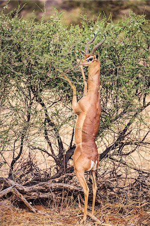 simsearch:862-08719186,k - Kenya, Samburu County, Samburu National Reserve. A male Gerenuk feeding on browse while standing on its hind legs. Photographie de stock - Rights-Managed, Code: 862-08719184