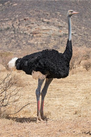 simsearch:862-08090854,k - Kenya, Samburu County, Samburu National Reserve. A male Somali Ostrich. Foto de stock - Con derechos protegidos, Código: 862-08719185