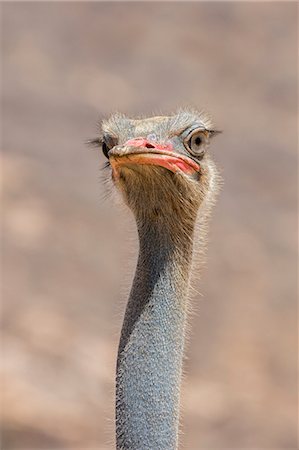 simsearch:862-07495982,k - Kenya, Samburu County, Samburu National Reserve. The head of a male Somali Ostrich. Foto de stock - Con derechos protegidos, Código: 862-08719186