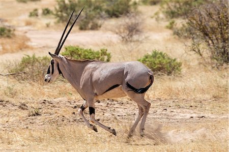 Kenya, Samburu County, Samburu National Reserve. An Oryx beisa running. Stock Photo - Rights-Managed, Code: 862-08719188