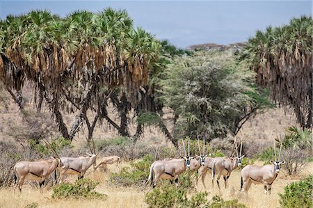 Kenya, Samburu County, Samburu National Reserve. A herd of Oryx beisa. Photographie de stock - Rights-Managed, Code: 862-08719189