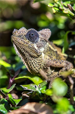 Kenya, Nairobi County, Karen. A Von Hohnel's Chameleon. Photographie de stock - Rights-Managed, Code: 862-08719180