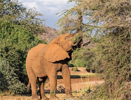 elephant africa photo - Kenya, Samburu County, Samburu National Reserve. A bull elephant reaches to feed on an Acacia tree. Stock Photo - Rights-Managed, Code: 862-08719183