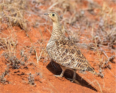 simsearch:862-08719186,k - Kenya, Taita-Taveta County, Tsavo East National Park. A female Black-faced Sandgrouse. Photographie de stock - Rights-Managed, Code: 862-08719198