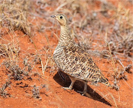 Kenya, Taita-Taveta County, Tsavo East National Park. A female Black-faced Sandgrouse. Stock Photo - Rights-Managed, Code: 862-08719198