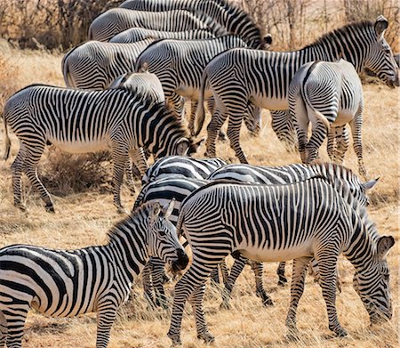 Kenya, Samburu County, Samburu National Reserve. A mixed herd of Common and Grevy's zebra. Stock Photo - Rights-Managed, Code: 862-08719192