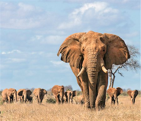 simsearch:862-08090875,k - Kenya, Taita-Taveta County, Tsavo East National Park. A fine bull African elephant leads his family herd towards a waterhole. Stockbilder - Lizenzpflichtiges, Bildnummer: 862-08719205