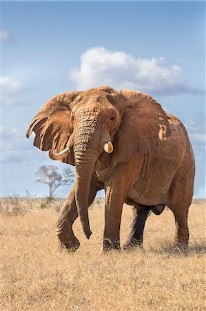 simsearch:862-08090875,k - Kenya, Taita-Taveta County, Tsavo East National Park. A fine bull African elephant on the move. Stockbilder - Lizenzpflichtiges, Bildnummer: 862-08719206